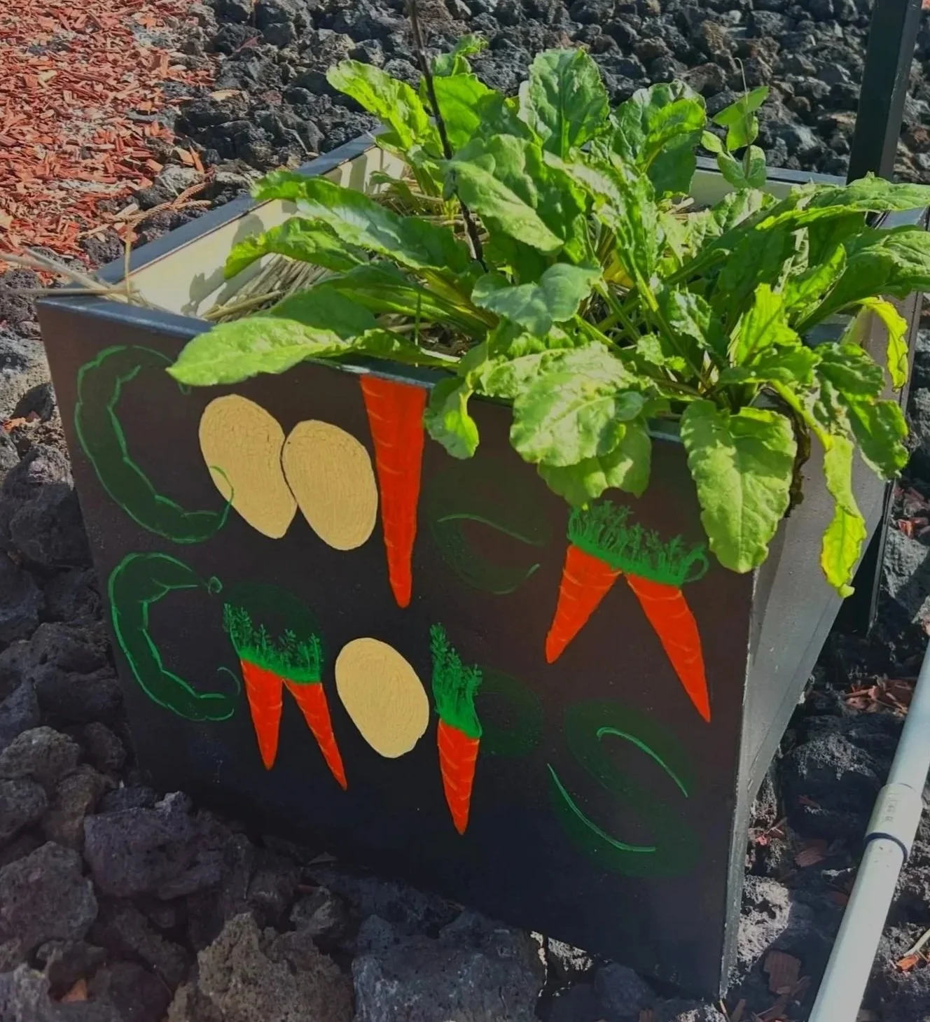 A refrigerator garden with painted vegetables including peppers, potatoes, and carrots spelling out the words COOLER CROPS. There is rainbow chard growing in the refrigerator garden.