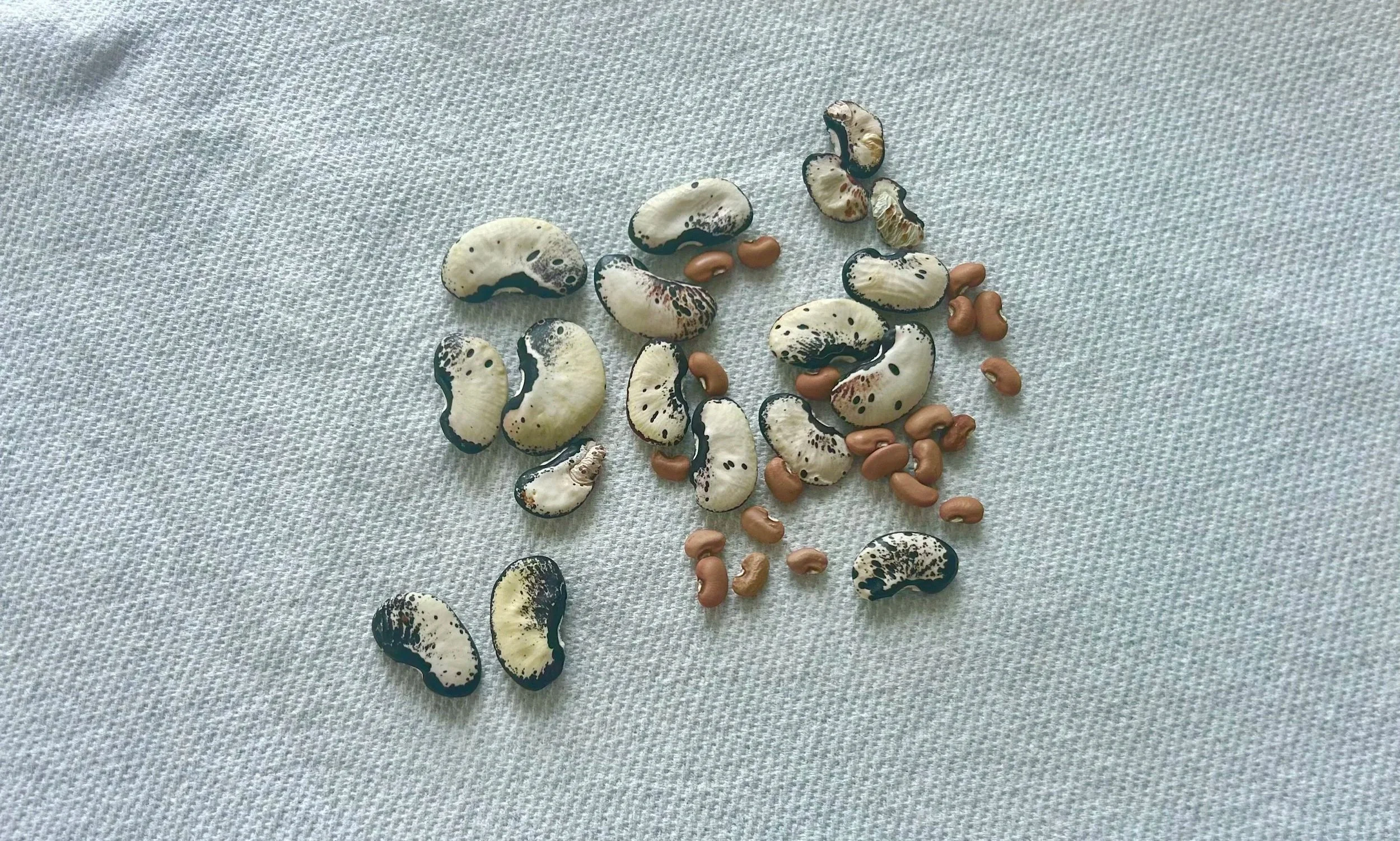 A collection of appaloosa and otan beans scattered on a paper towel