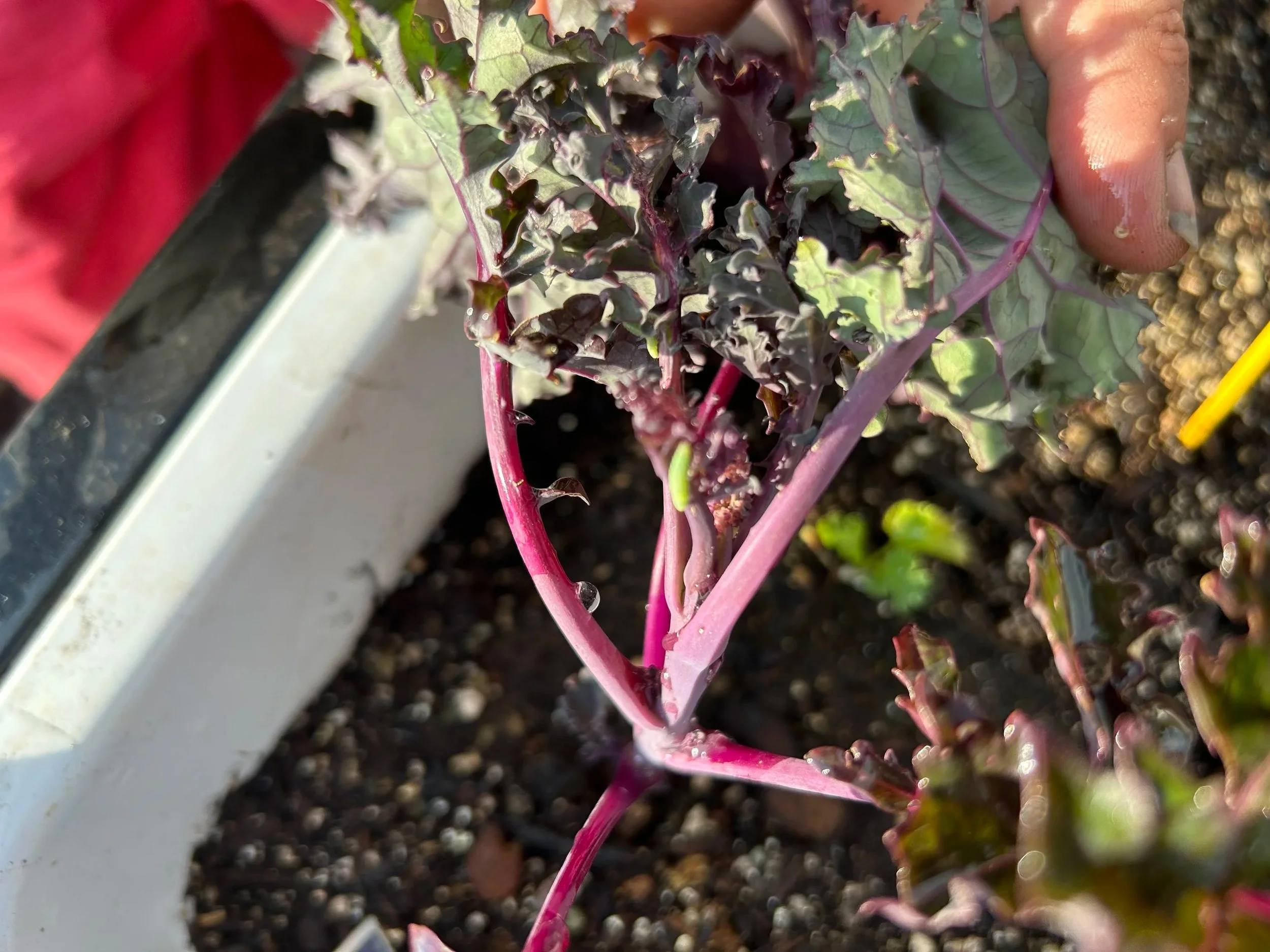 Close-up of a person holding a colorful kale plant with a green caterpiller on  purple and green leaves in a refrigerator garden filled with dark soil.