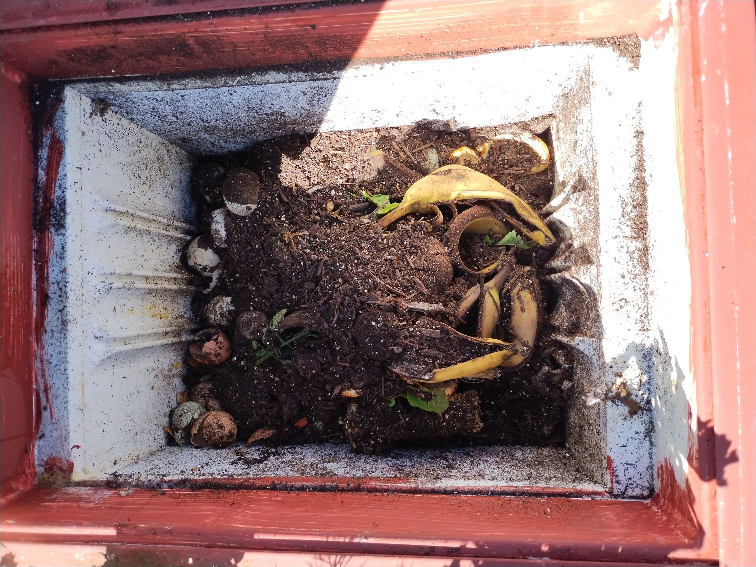 Composter inside a refrigerator garden filled with partially broken down compost, rotting banana peel and egg shells