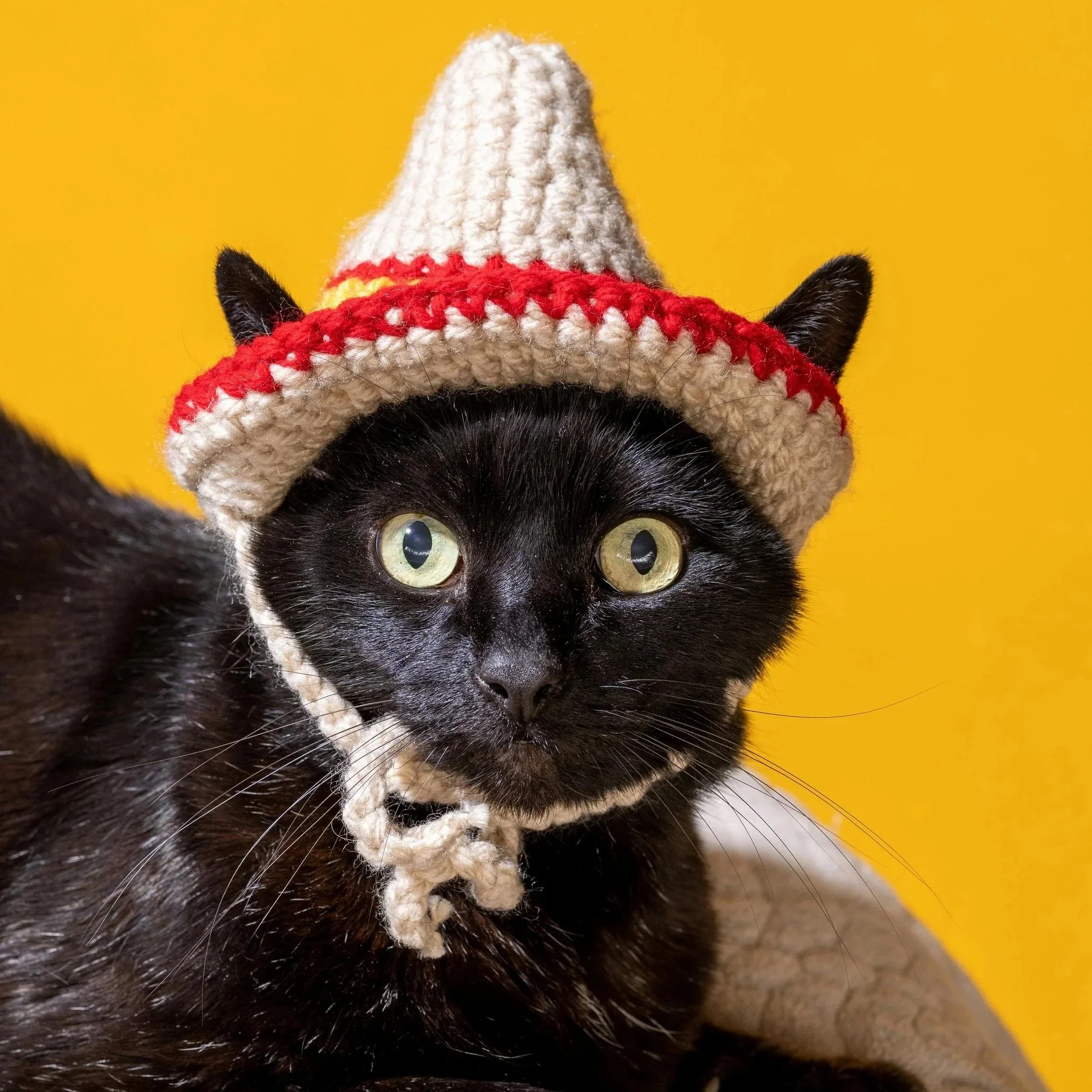 Small Hats For Cats