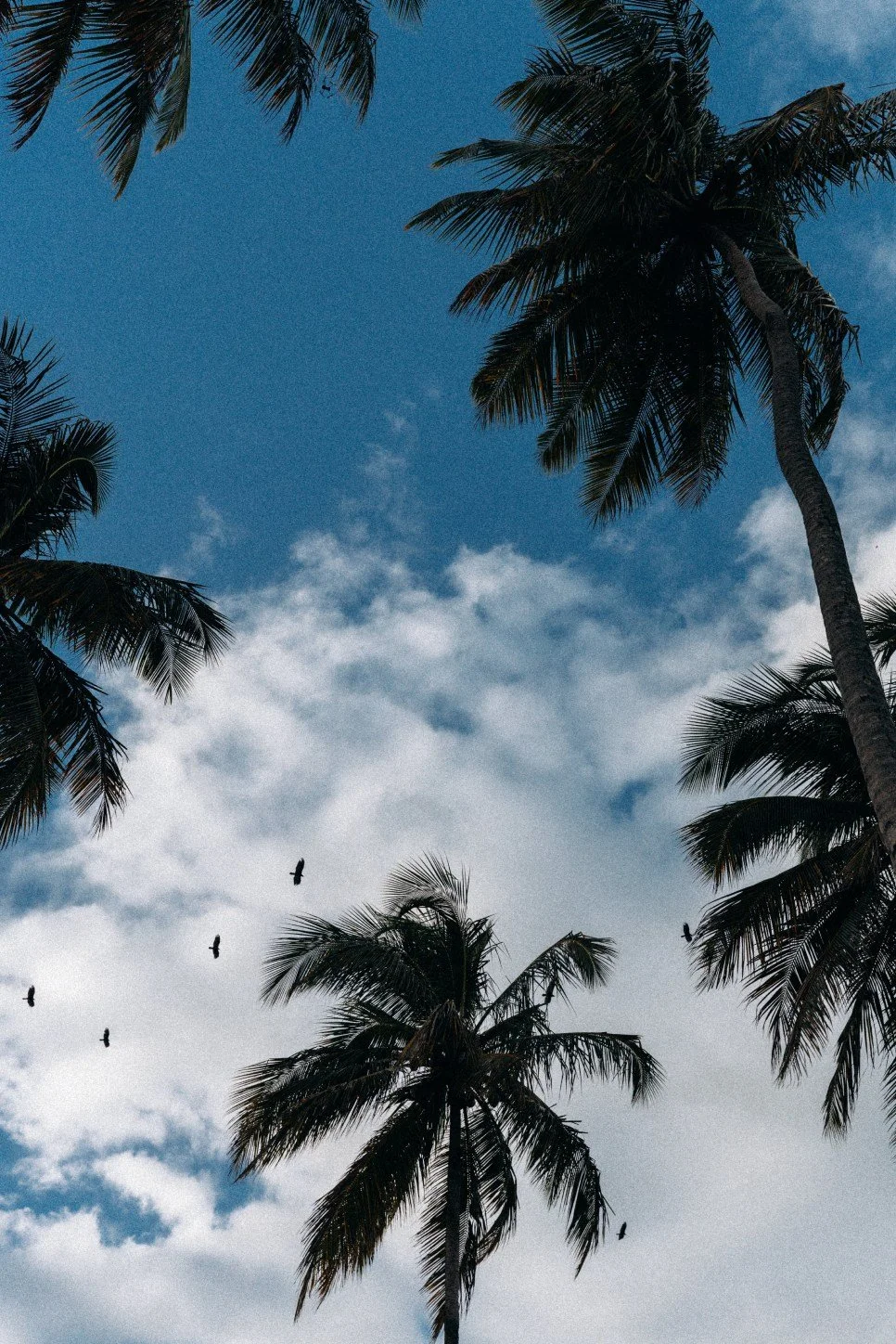 Tall palm trees against a partly cloudy sky with birds flying overhead.