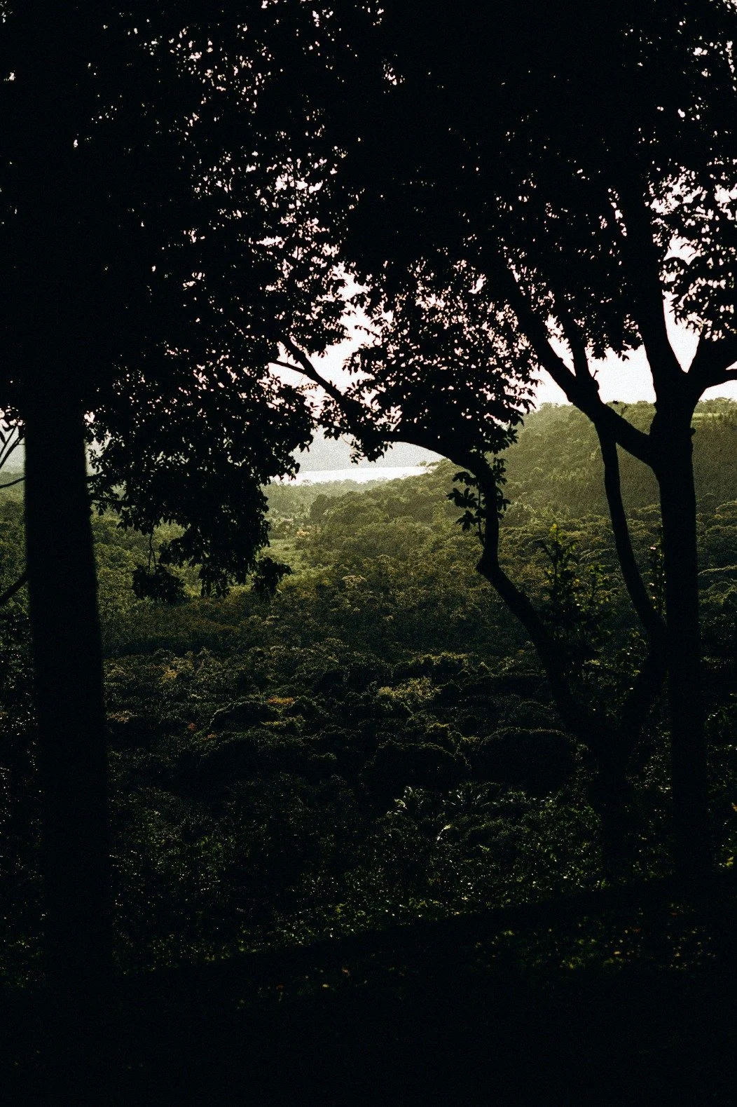 Silhouetted trees in a dense forest with the sun shining through the foliage, creating a contrast between dark shadows and bright highlights.