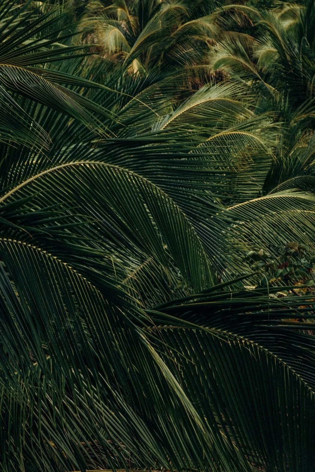 Dense cluster of green palm leaves overlapping each other in a tropical setting.