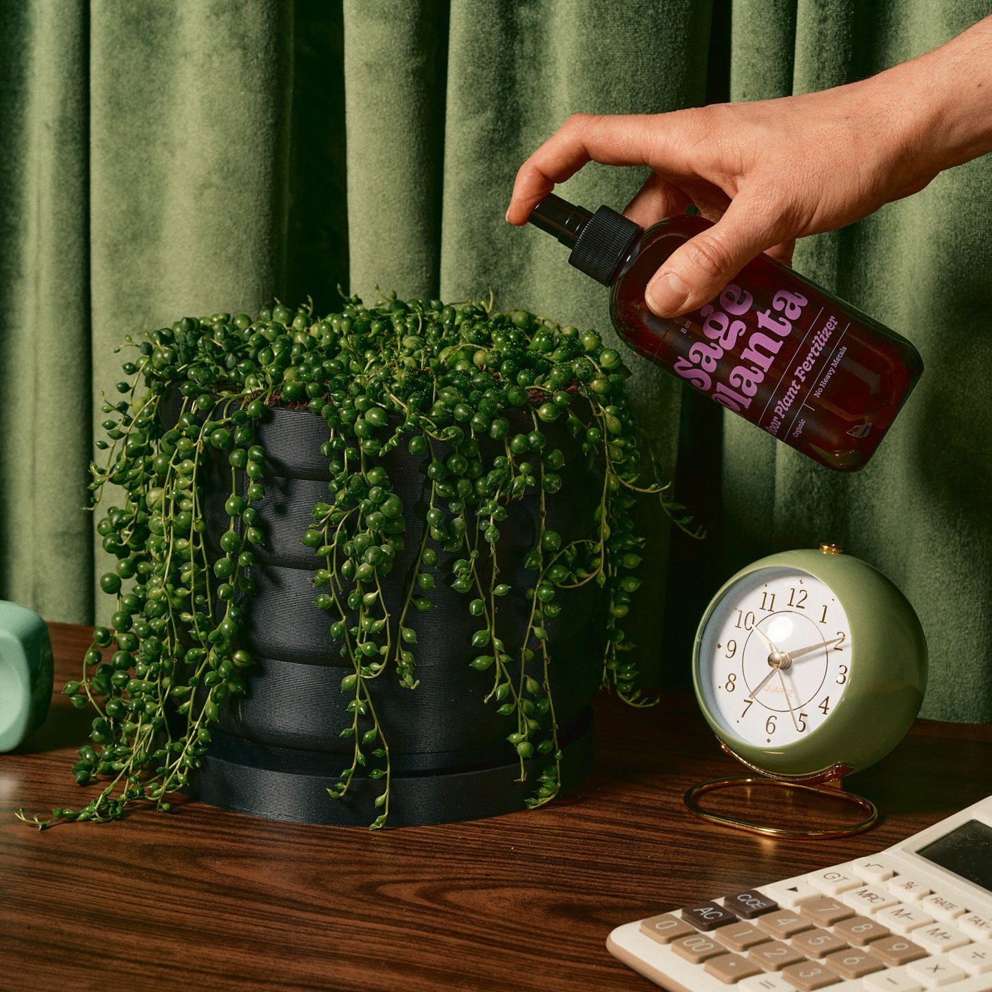 A person spraying Plant Smartz fertilizer on a string of pearls succulent plant in a black pot, with a green alarm clock, a mint green object, and a calculator on a wooden desk against a green curtain background.