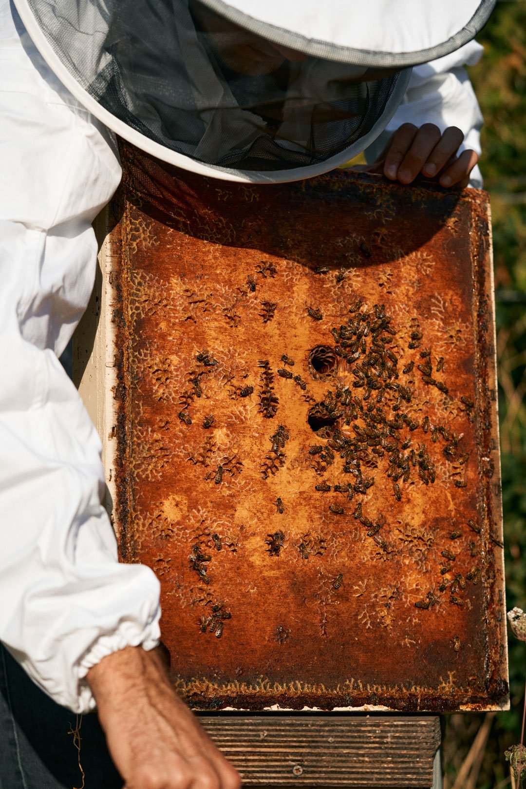 A beekeeper in a white suit and veil inspecting a hive with many bees on the wooden frame.