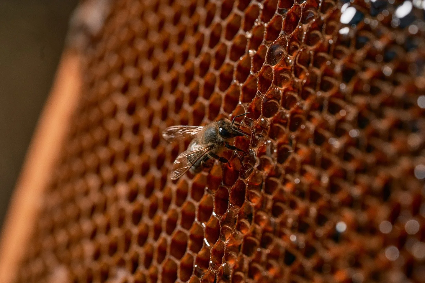 A close-up of a honeybee on a honeycomb.