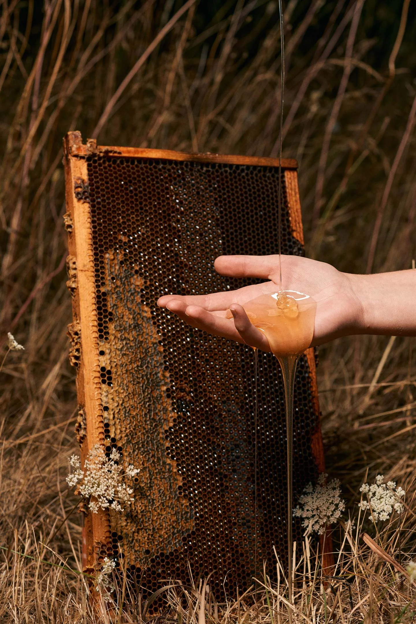 A honeycomb frame with honey dripping from a person's hand in an outdoor field with dry grass and white flowers.