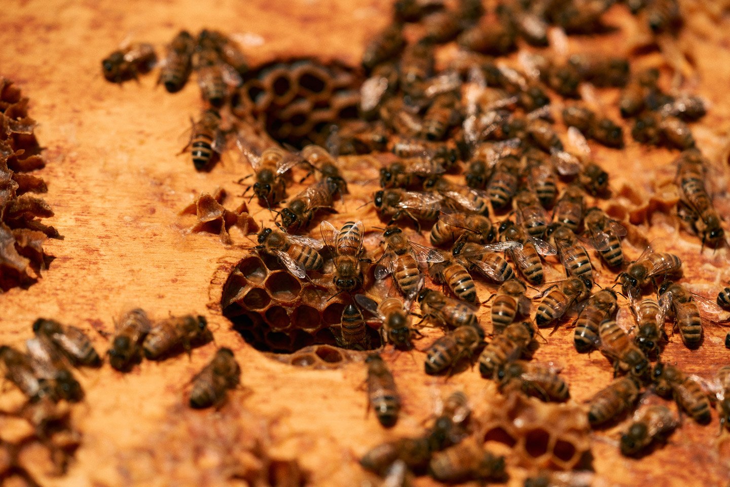 Close-up of honey bees on a hive, with some bees working near honeycomb and others flying around.