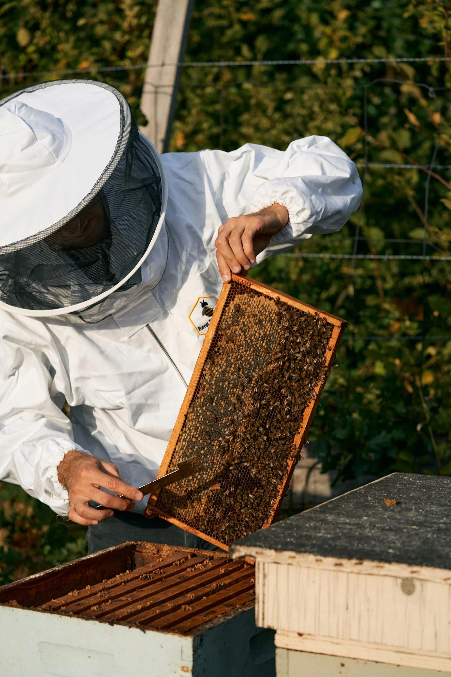 A beekeeper wearing protective clothing inspecting a honeycomb frame with bees.