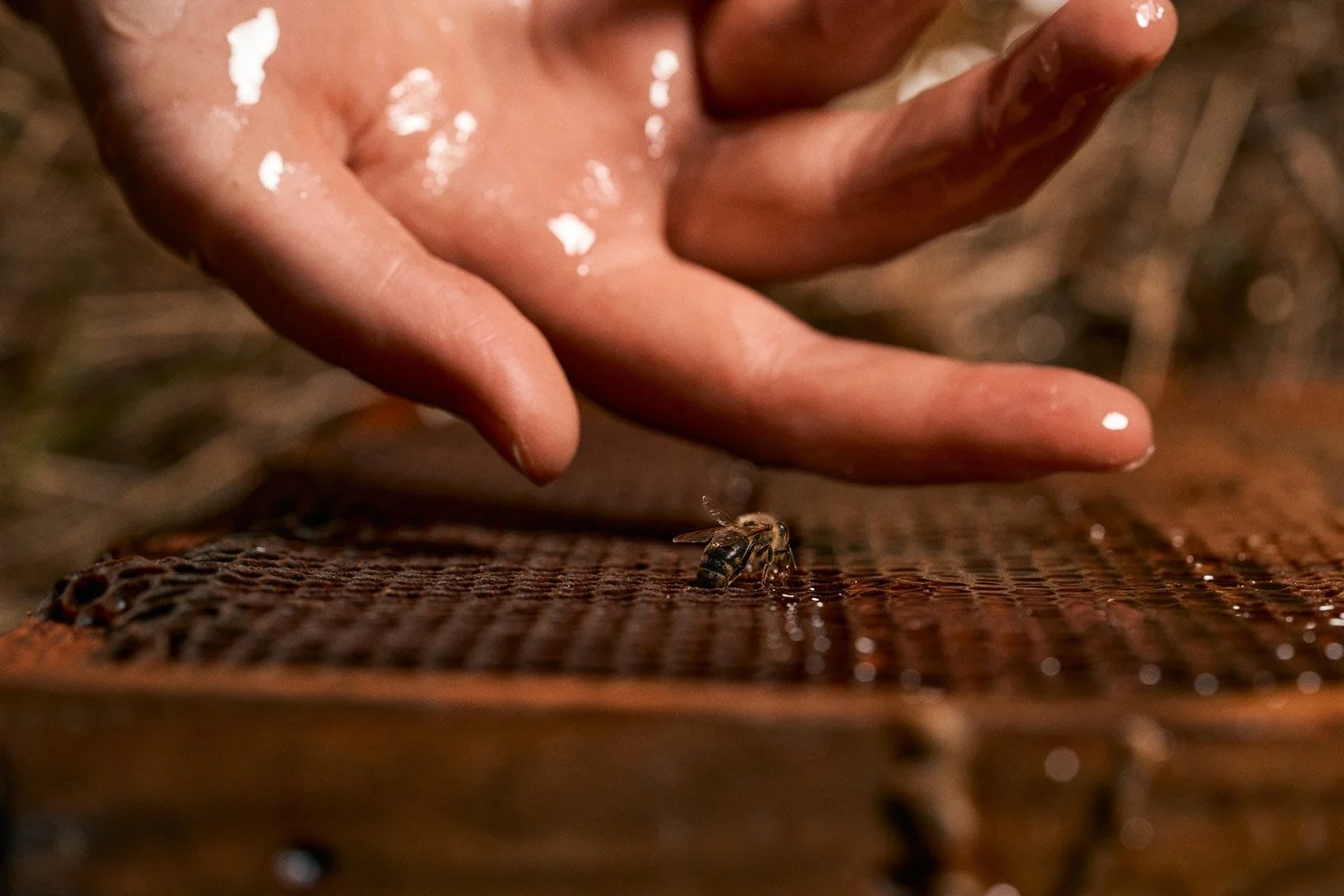 Close-up of a person's hand reaching towards a honey bee on a honeycomb frame, with water droplets on the hand.