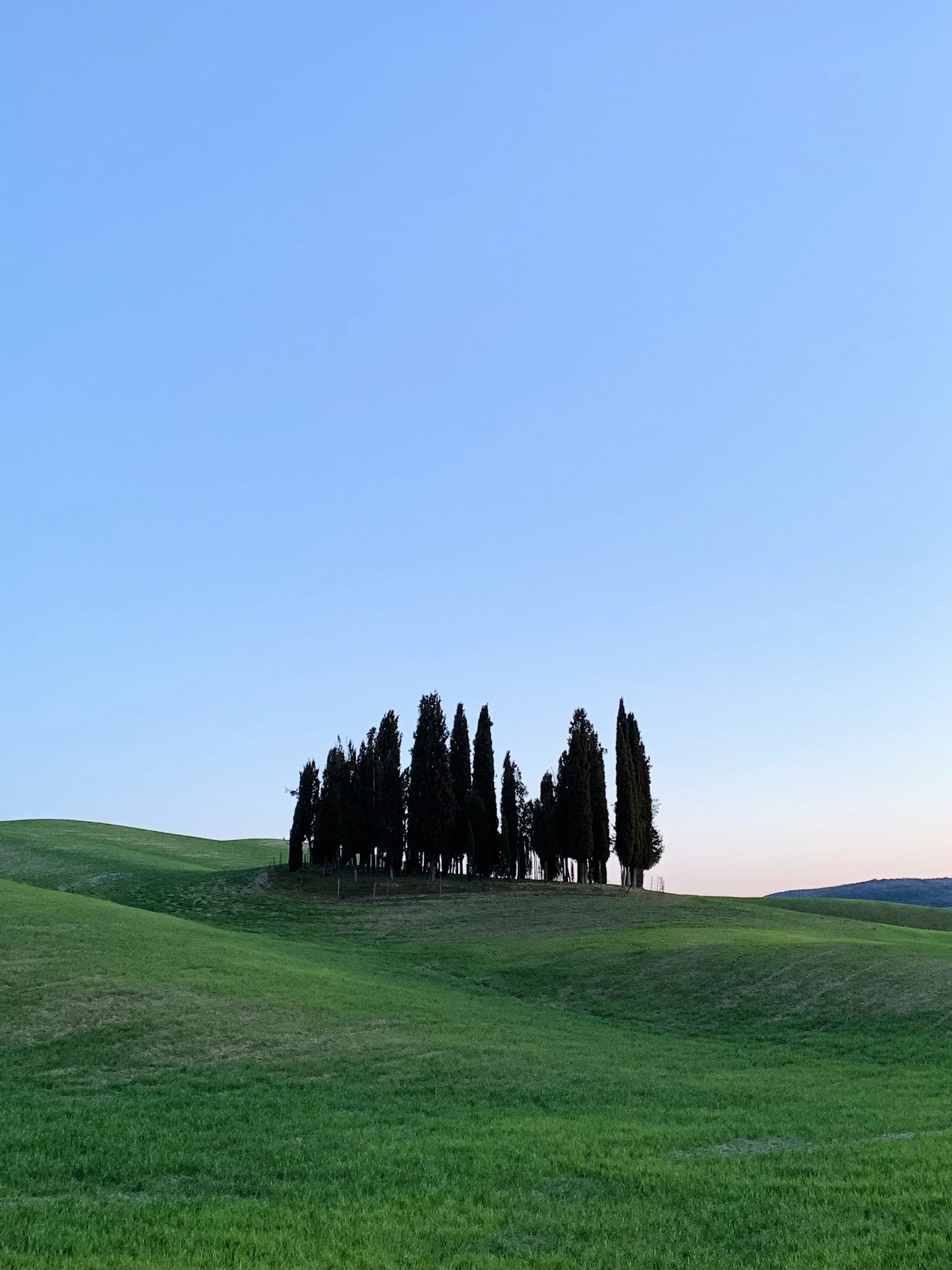 Scenic landscape with green rolling hills, a cluster of tall, dark cypress trees, and a clear blue sky.