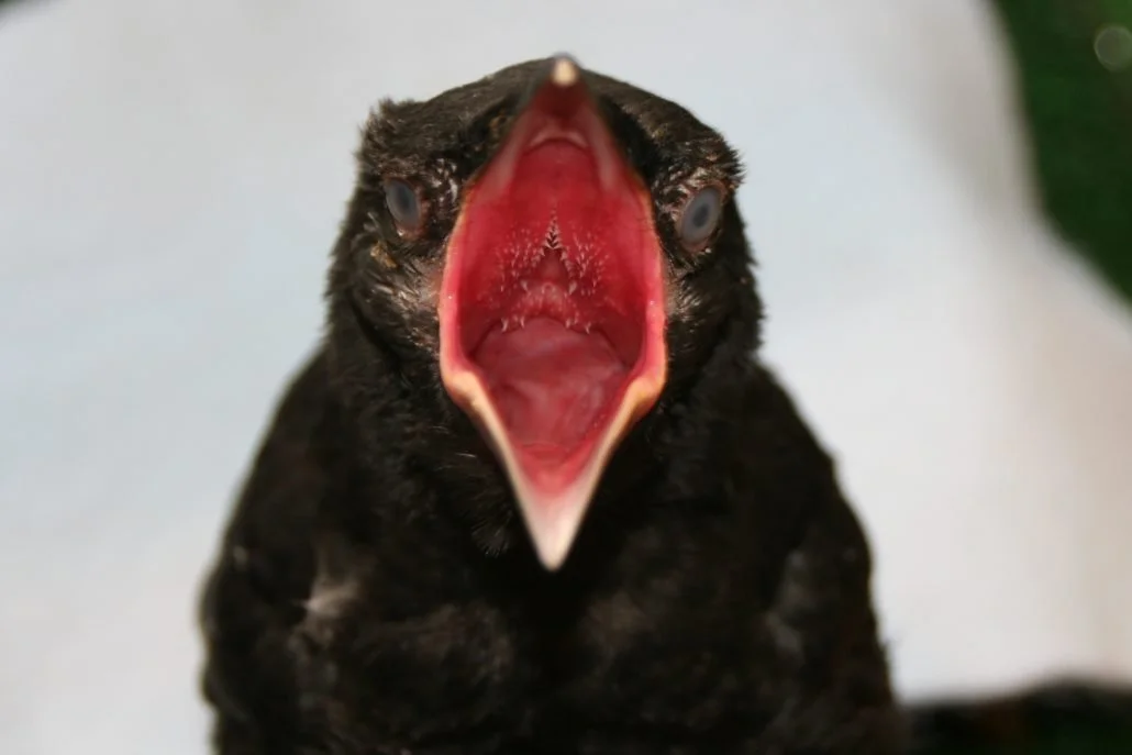 Crow