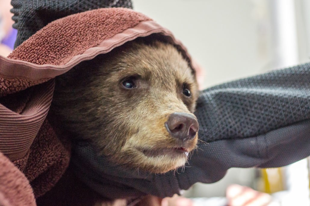 American Black Bear