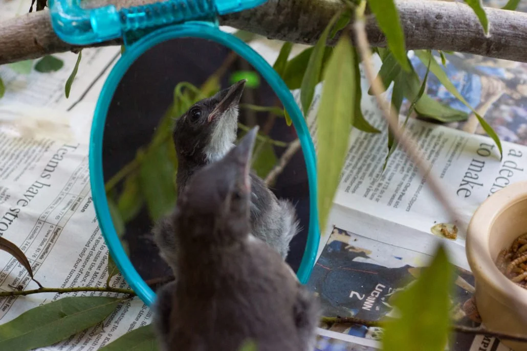 Western Scrub Jay