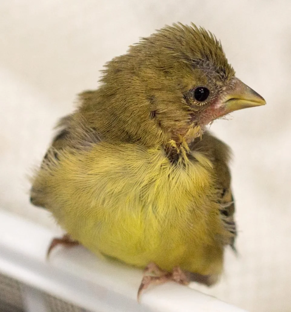 Lesser Goldfinch