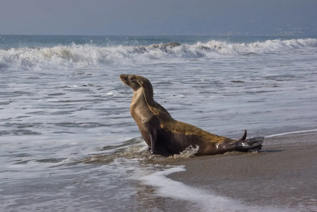 California Sea Lion