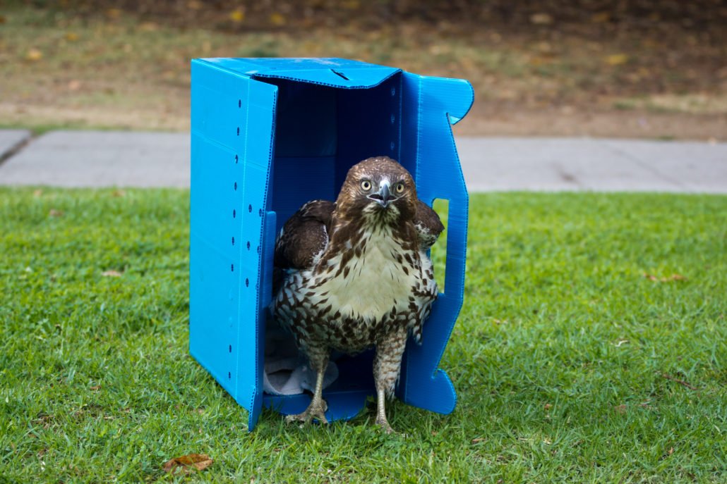 Red-tailed Hawk