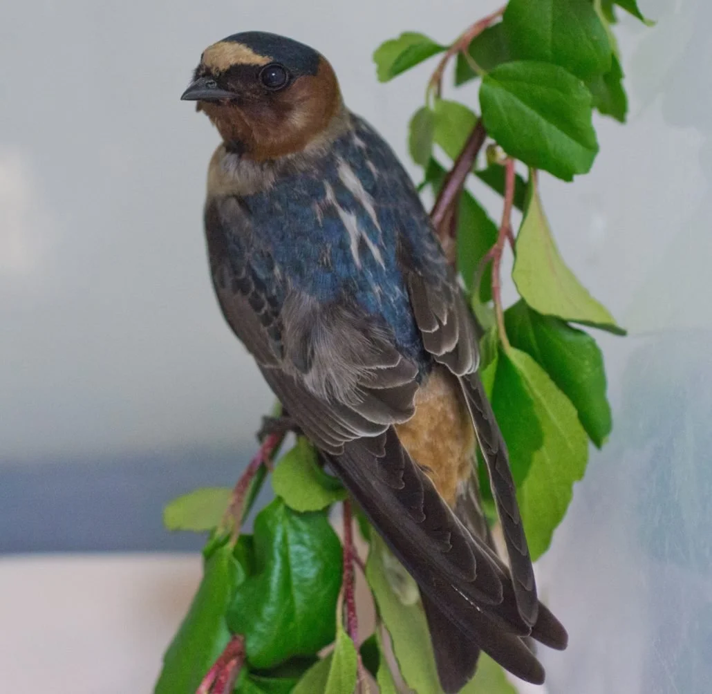 Cliff Swallow