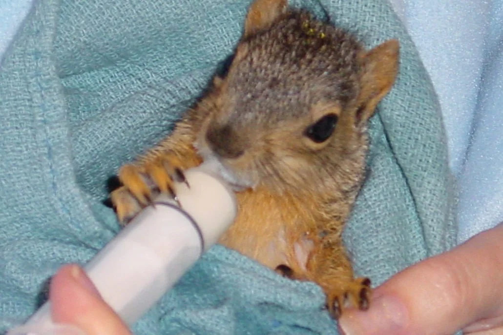 Eastern Fox Squirrel