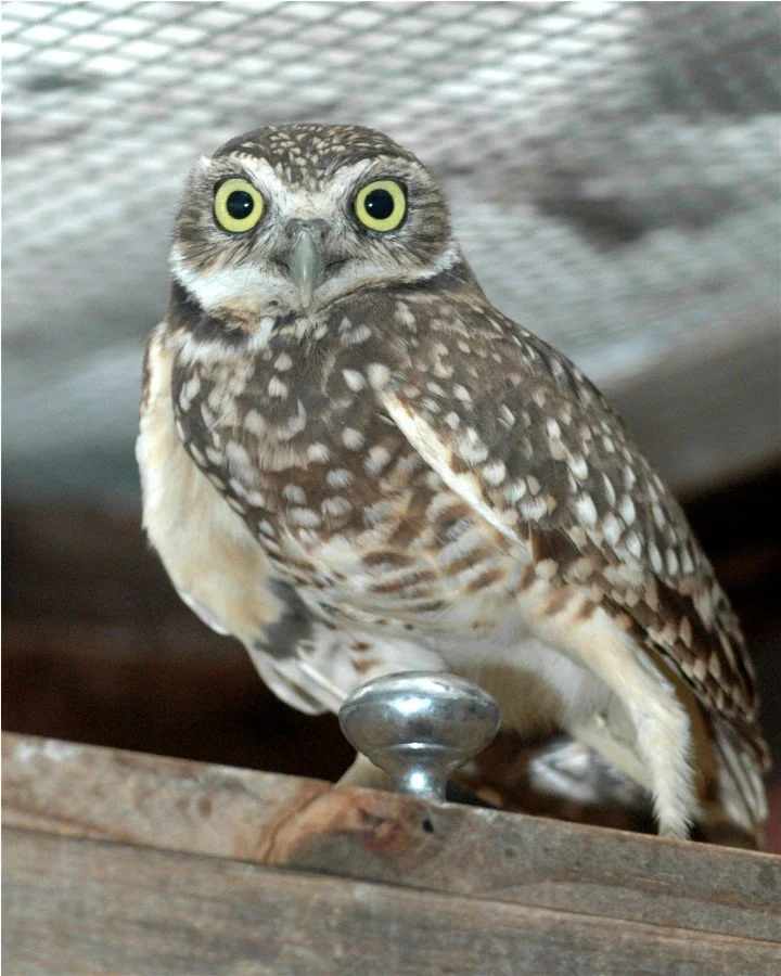 Burrowing Owl