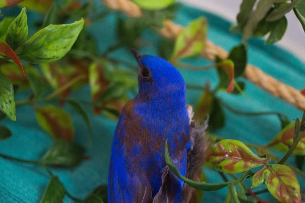 Western Bluebird