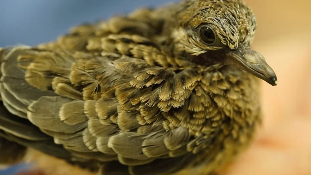 Mourning Dove