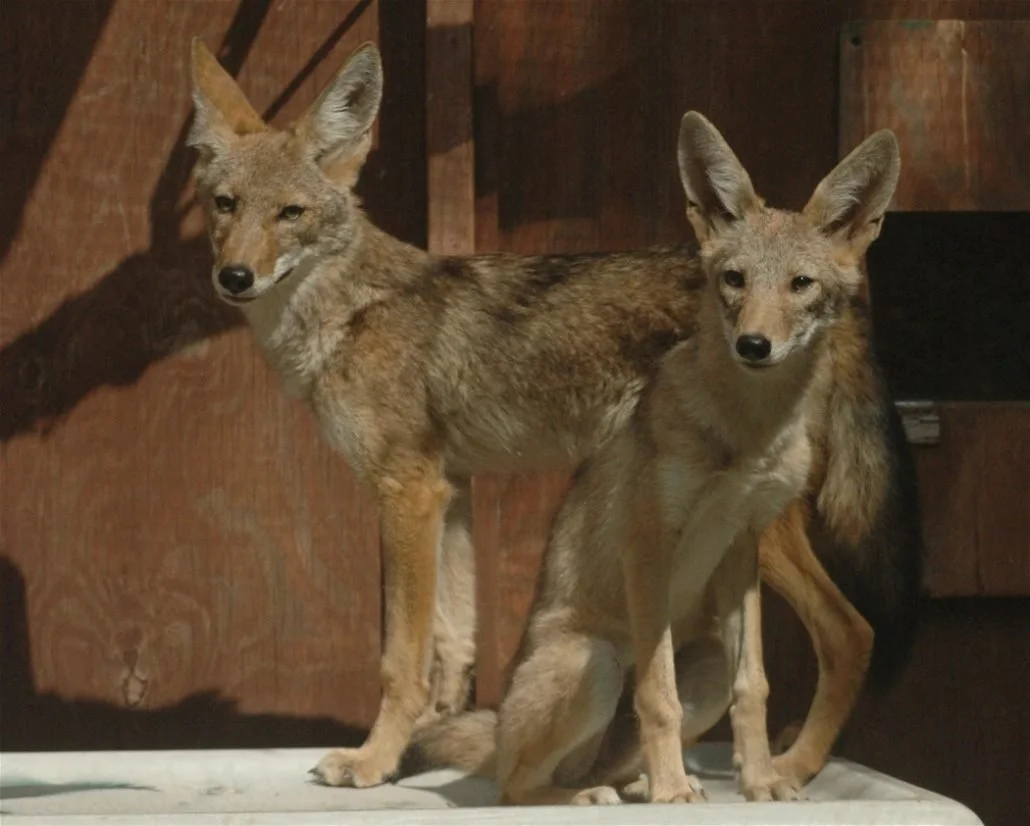Coyotes