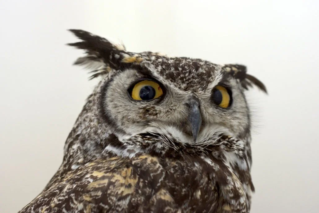 Great Horned Owl