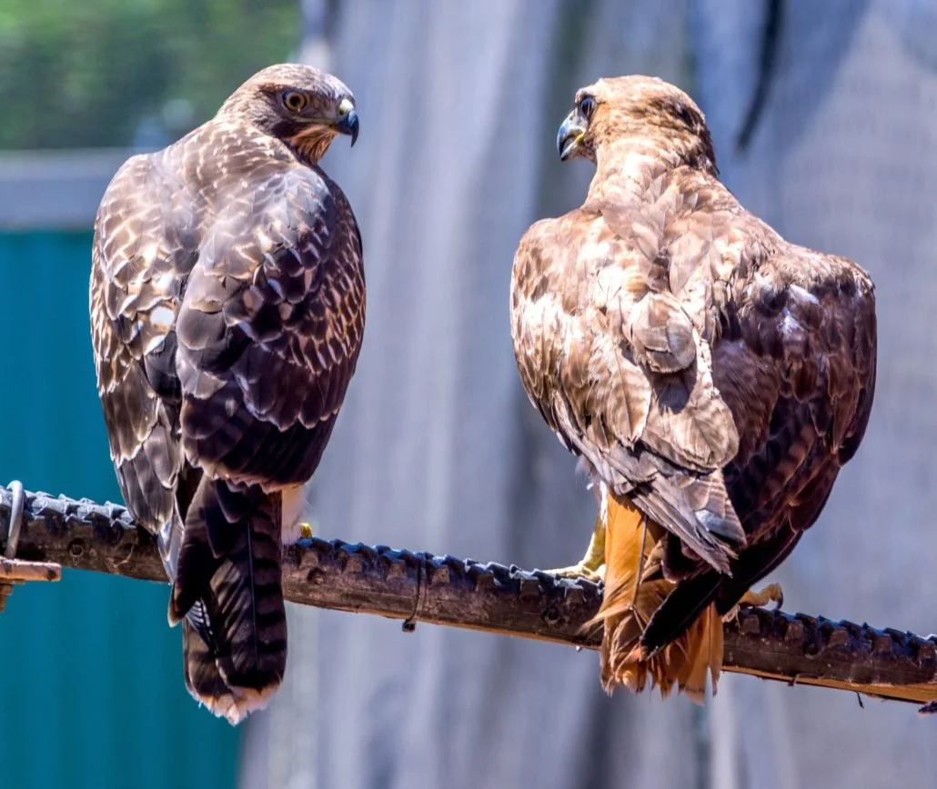 Red-tailed Hawk