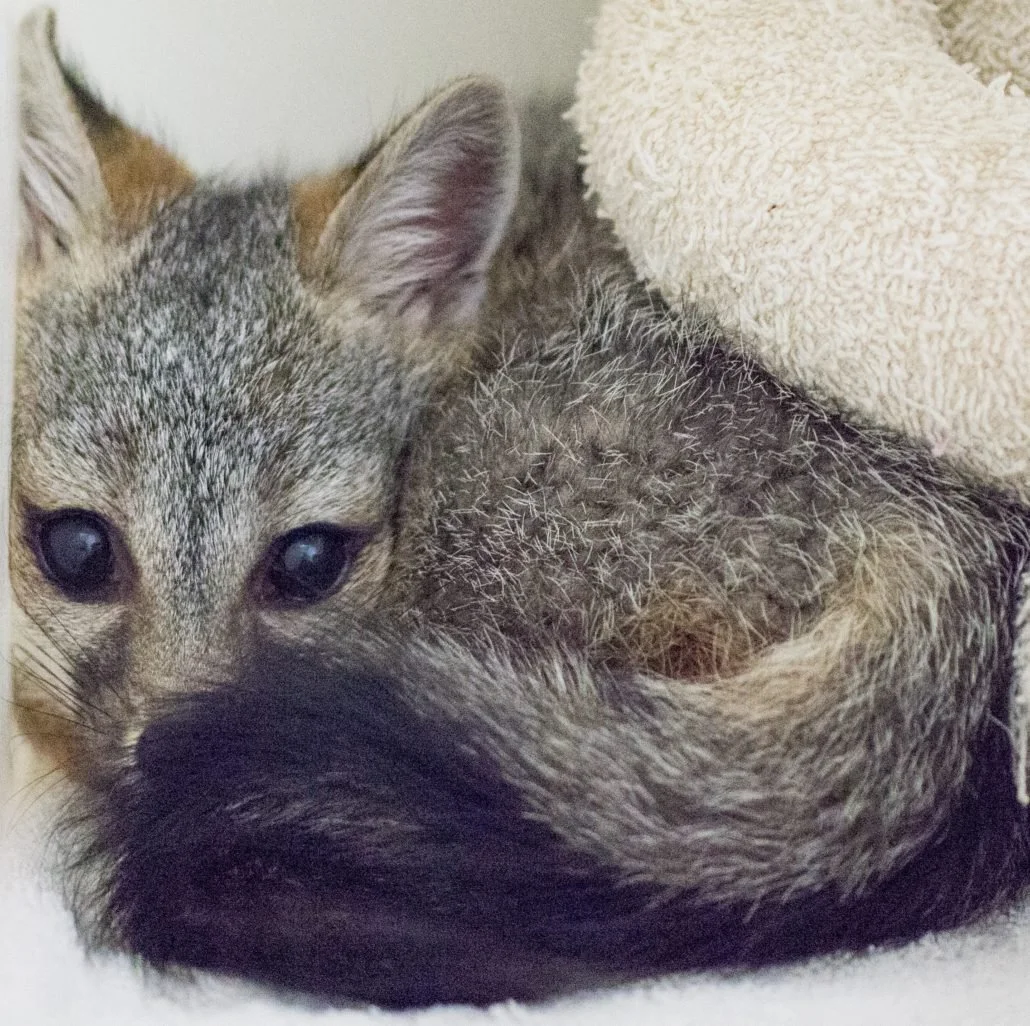 Grey Fox
