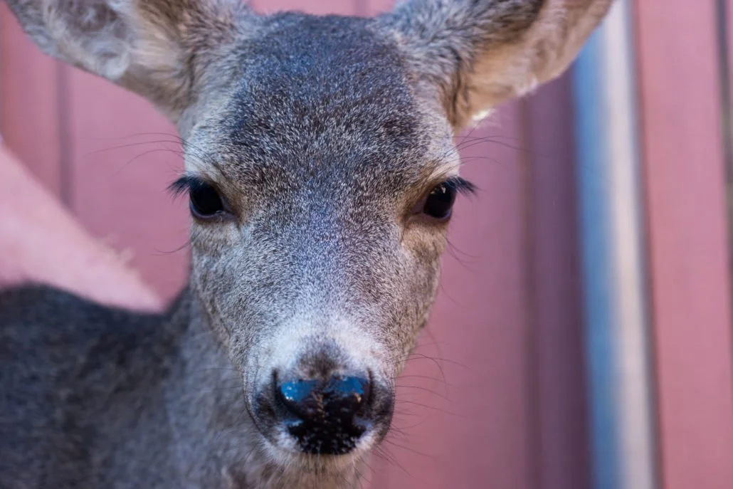 Mule Deer