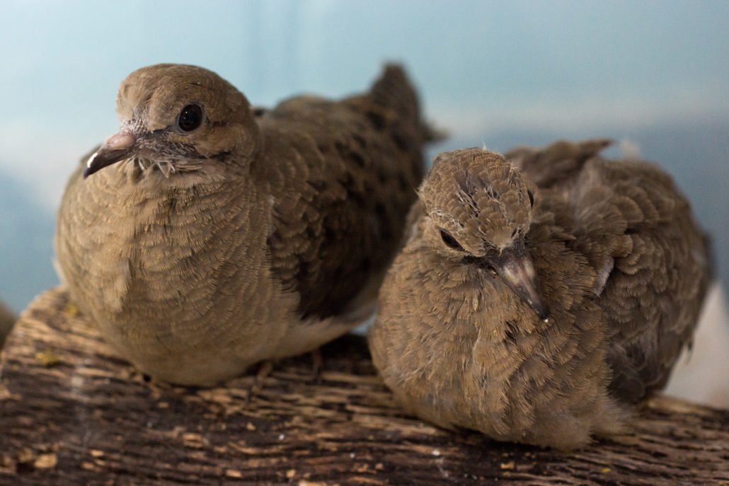 Mourning Doves