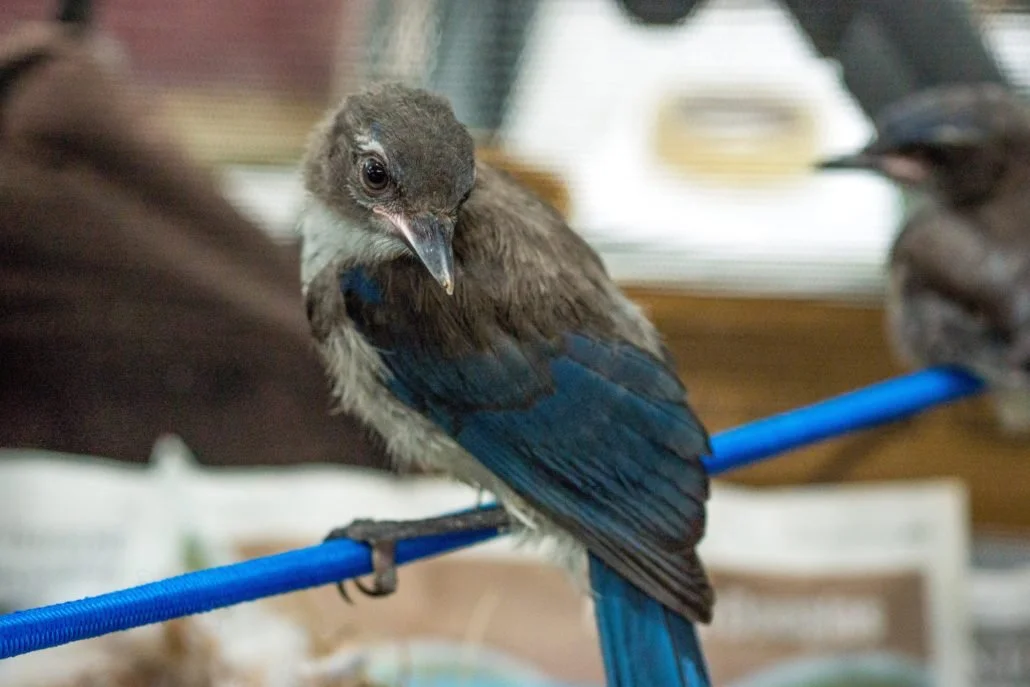 Western Scrub Jay