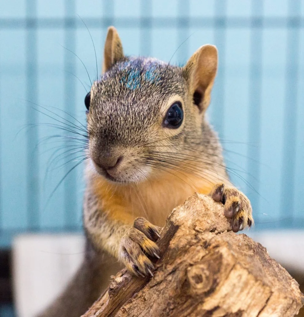 Eastern Fox Squirrel