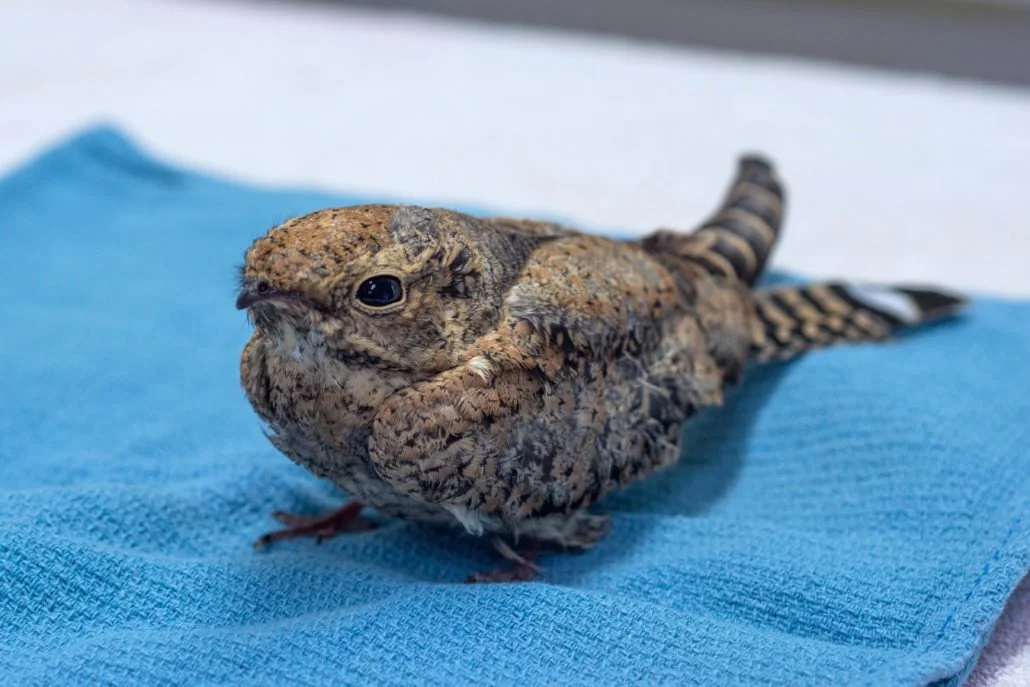 Lesser-Nighthawk