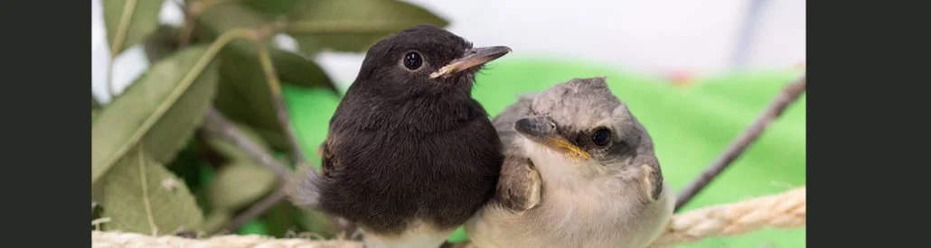 Black Phoebe and Say’s Phoebe