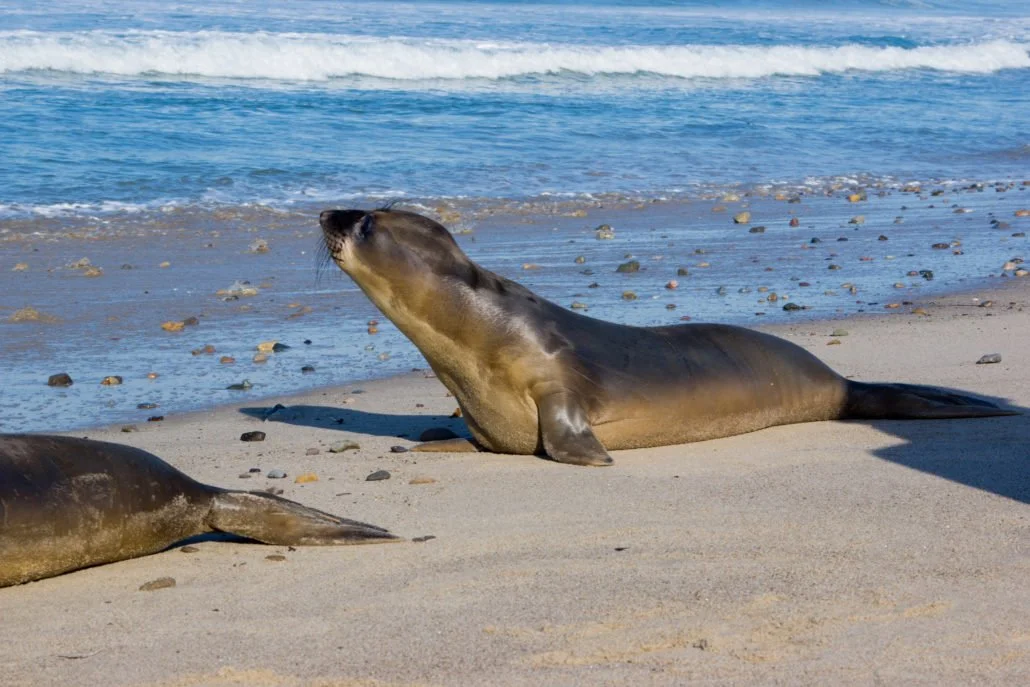 Northern Elephant Seal