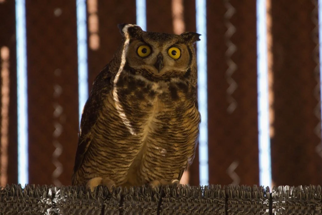 Great-horned Owl