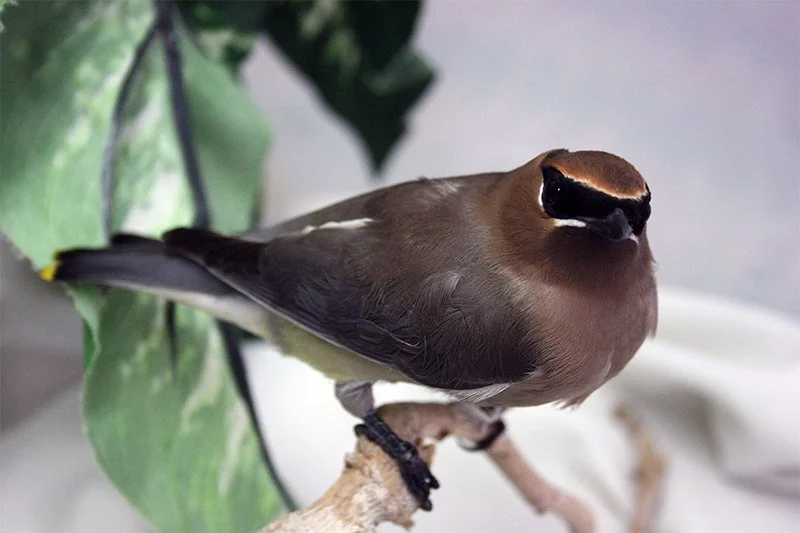 Cedar waxwing