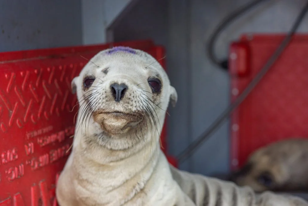 California Sea Lion