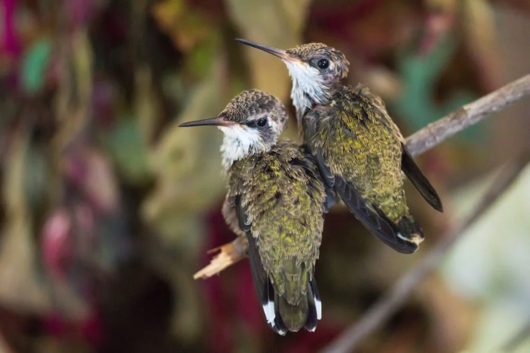 Anna’s Hummingbird