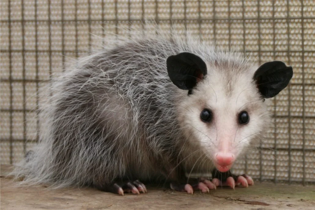 Virginia Opossum