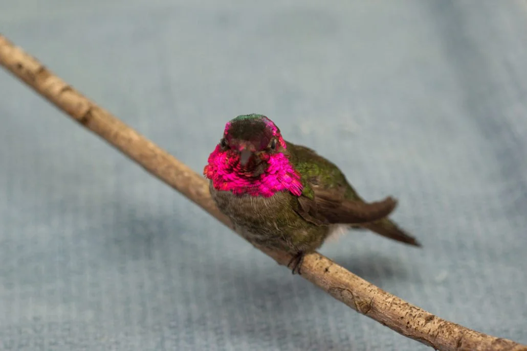 Anna’s Hummingbird