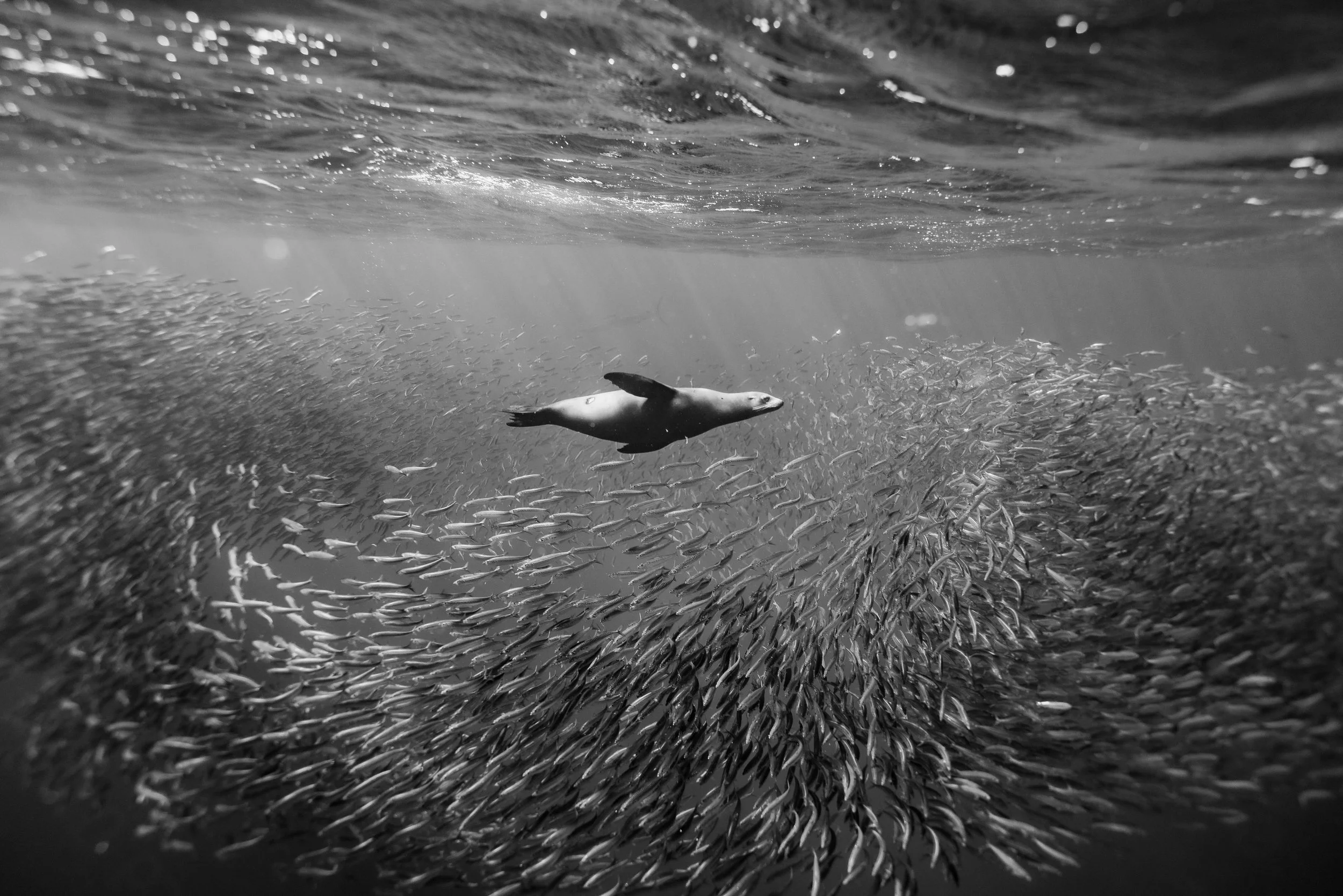 A sea lion swimming underwater surrounded by schools of fish, with sunlight filtering through the water.