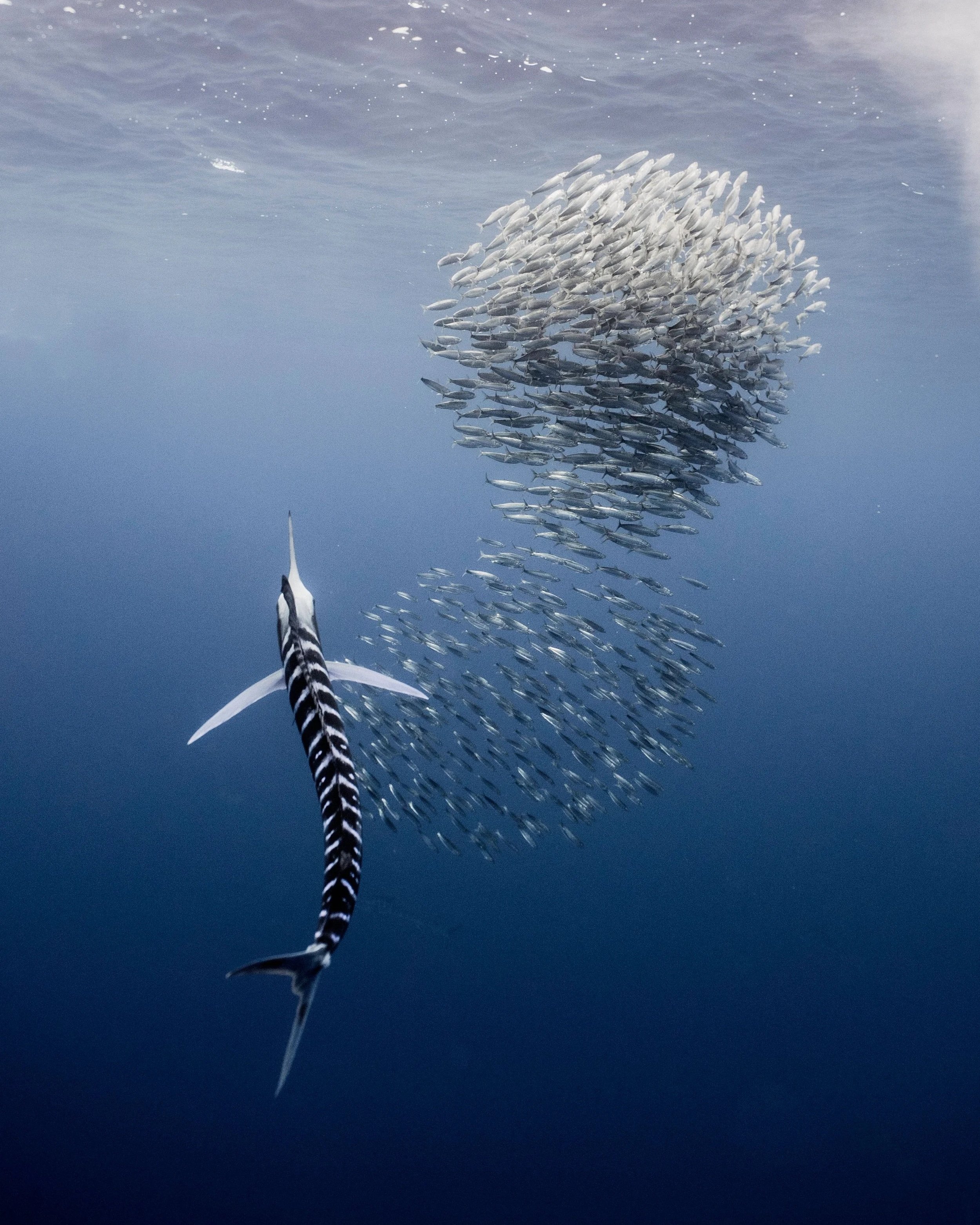 A school of fish swimming in the ocean with a lone fish in front of them.