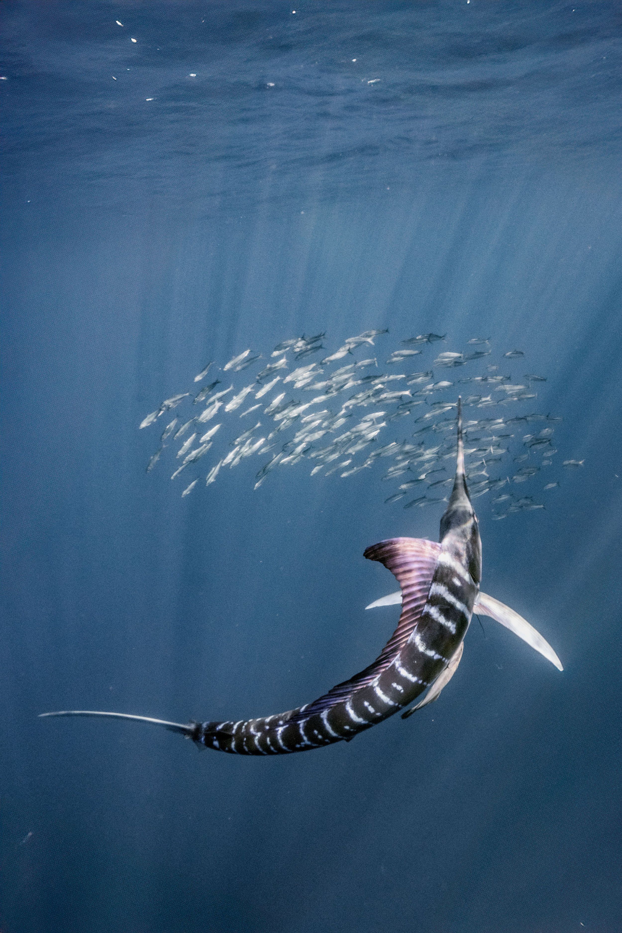A marlin fish swimming underwater with a school of smaller fish in the background.