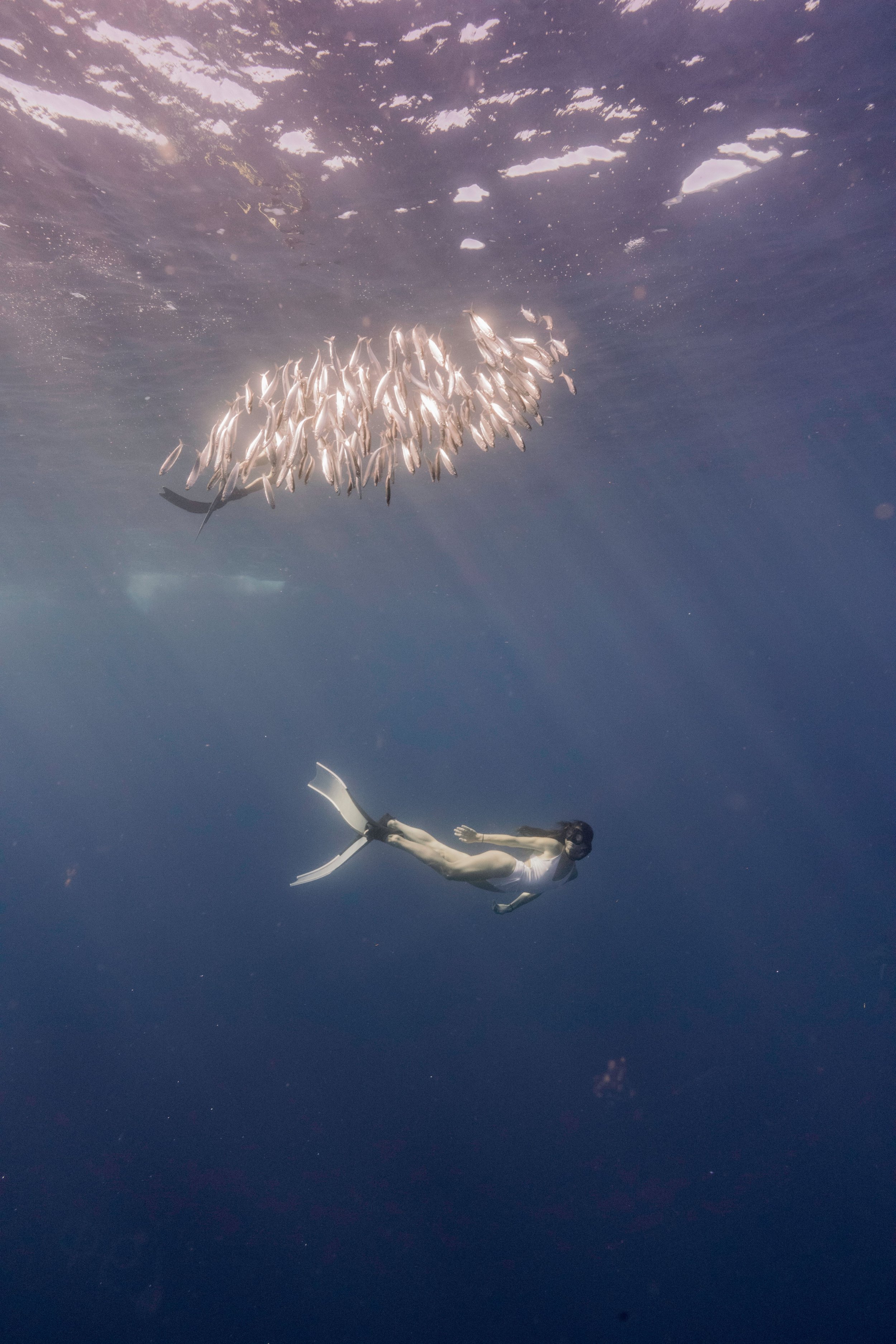 A person wearing a mermaid tail swimming underwater near a school of fish.