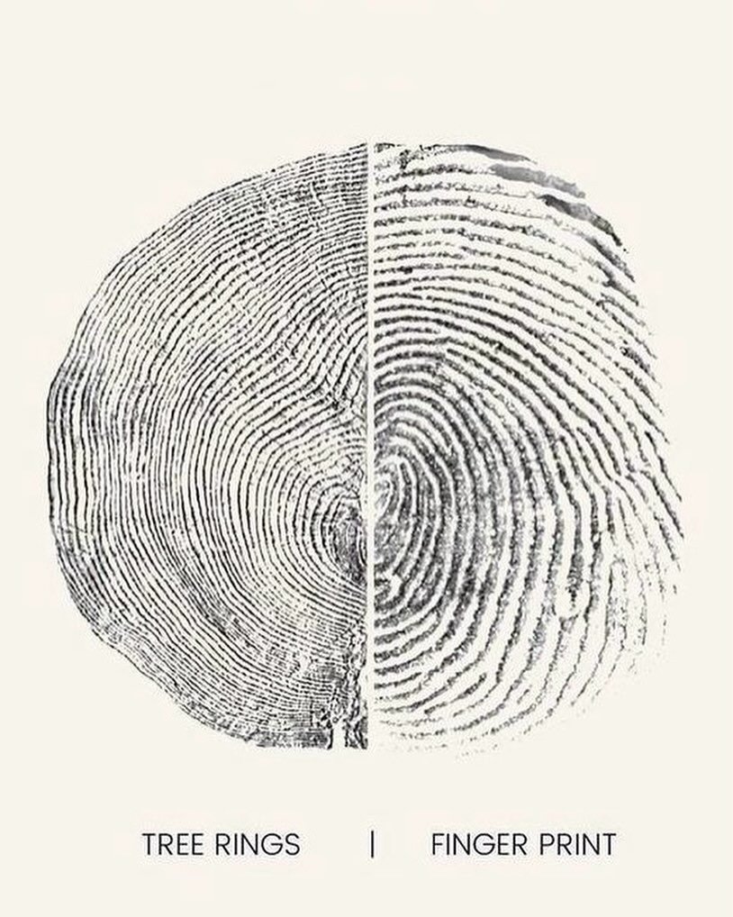A side-by-side comparison of a tree's cross-section showing rings and a fingerprint, illustrating their visual similarities.