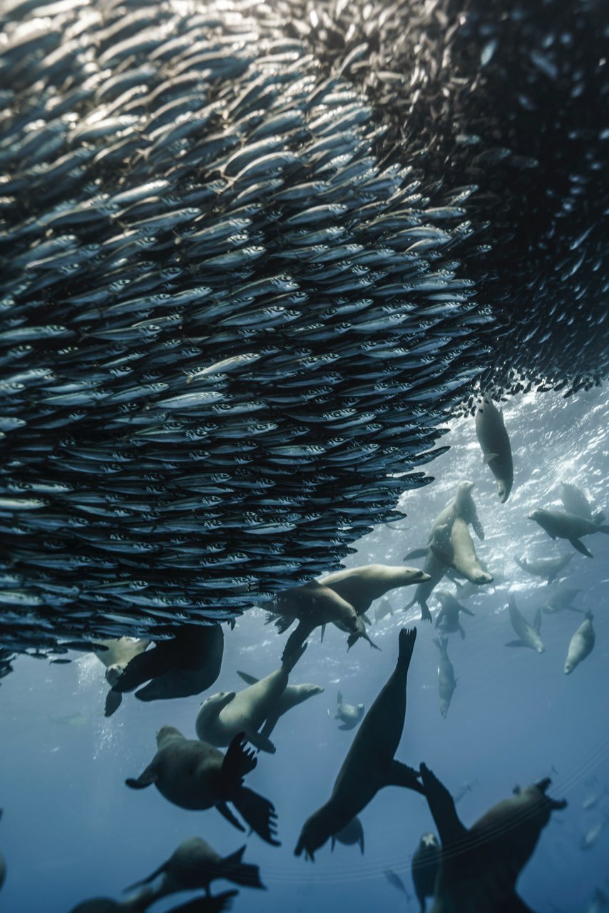 Underwater scene with a large school of small fish swimming in a dense formation and a group of larger marine mammals, possibly seals or sea lions, swimming below.